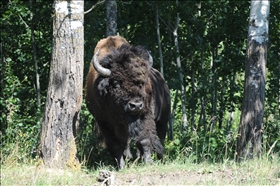 Elk Island NP